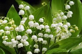 Muguet