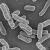 Y comme Yersinia pestis